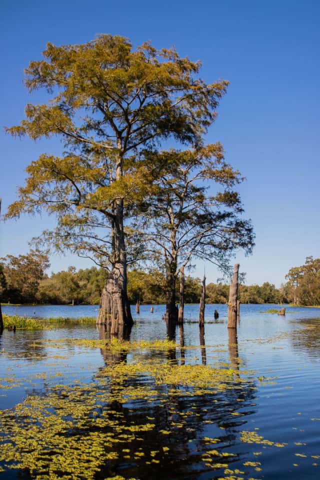 Airboat Swamp Tour Lafayette Louisiana