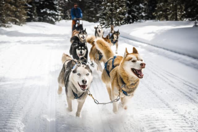 dogsledding