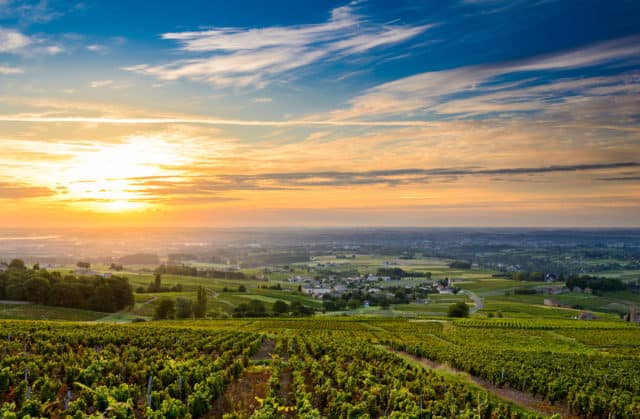 Beaujolais vineyard France