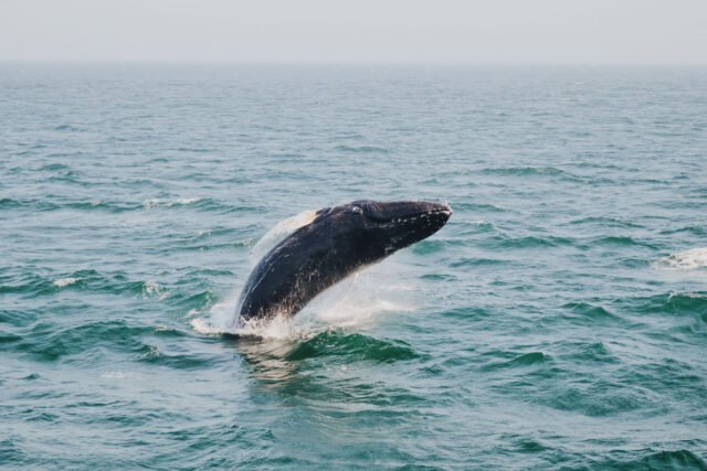 whale spotted in bar harbor maine