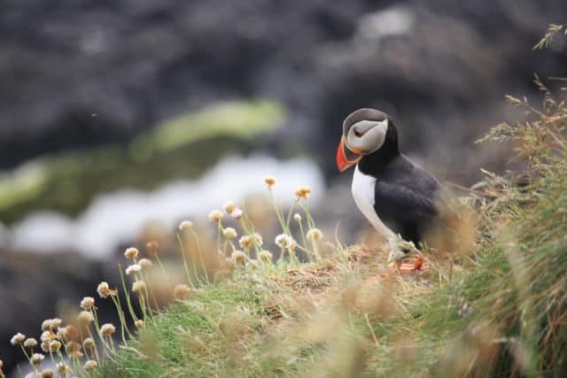 Puffins