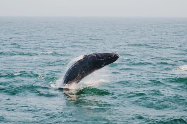 Whale watching Bar Harbor Maine