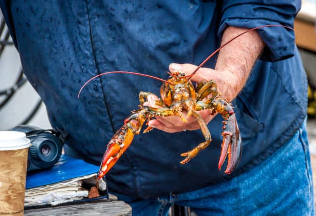 Lobster fishing 36 hours in portland maine