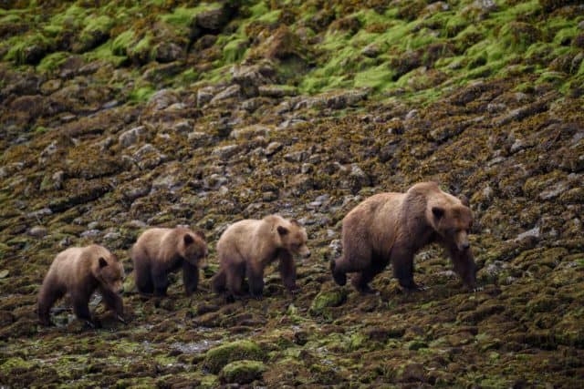 Grizzlies in the Khutzeymateen Grizzly Bear Sanctuary