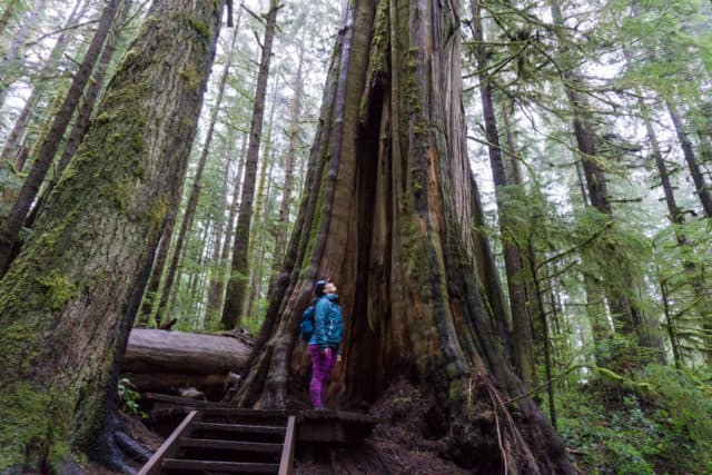 Avatar Grove Port Renfrew Canada