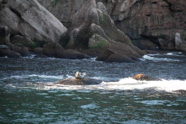 Bonaventure Island Gaspesie Perce