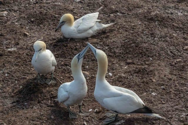 Bonaventure Island Northern Gannets