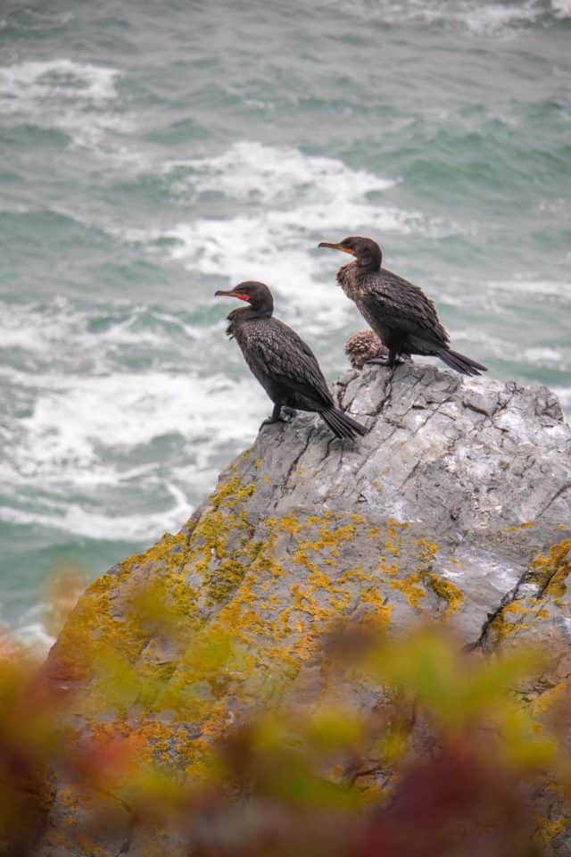 Cap-Bon-Ami Forillon National Park