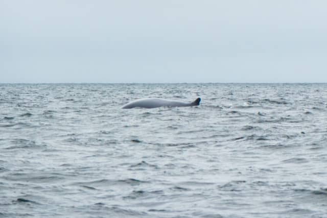 Whale Watching Gaspe