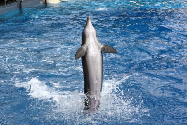 Dolphin Swim Florida Keys