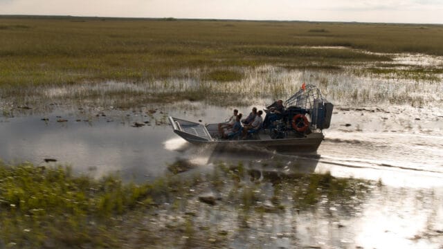 alligator in Everglades National Park