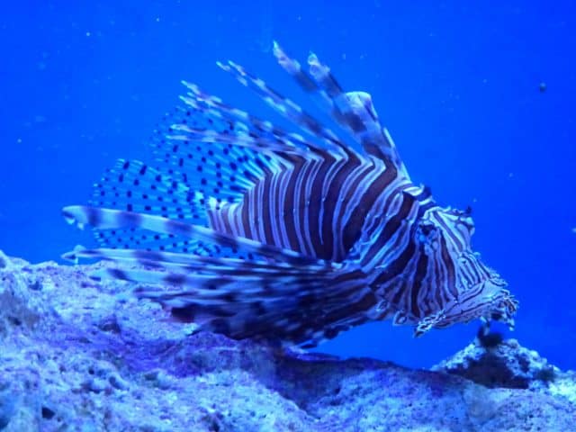 John Pennekamp Coral Reef State Park 