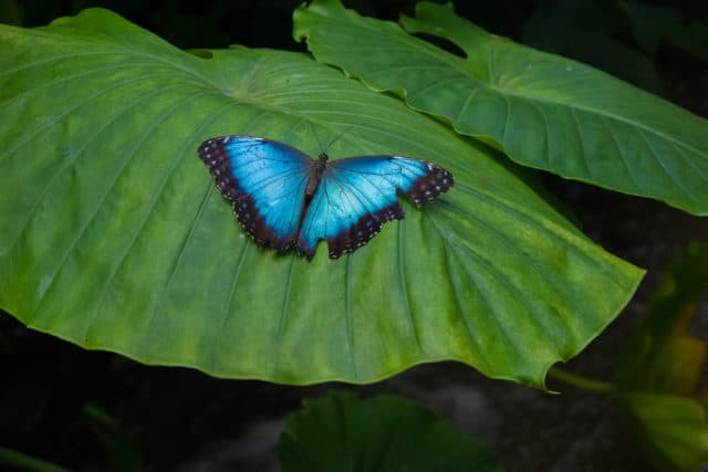 Key West Butterfly and Nature Conservatory