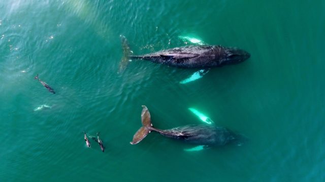 Bay of Fundy Nova Scotia Whale Watching