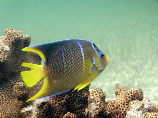 exotic fish in Key West Florida Keys