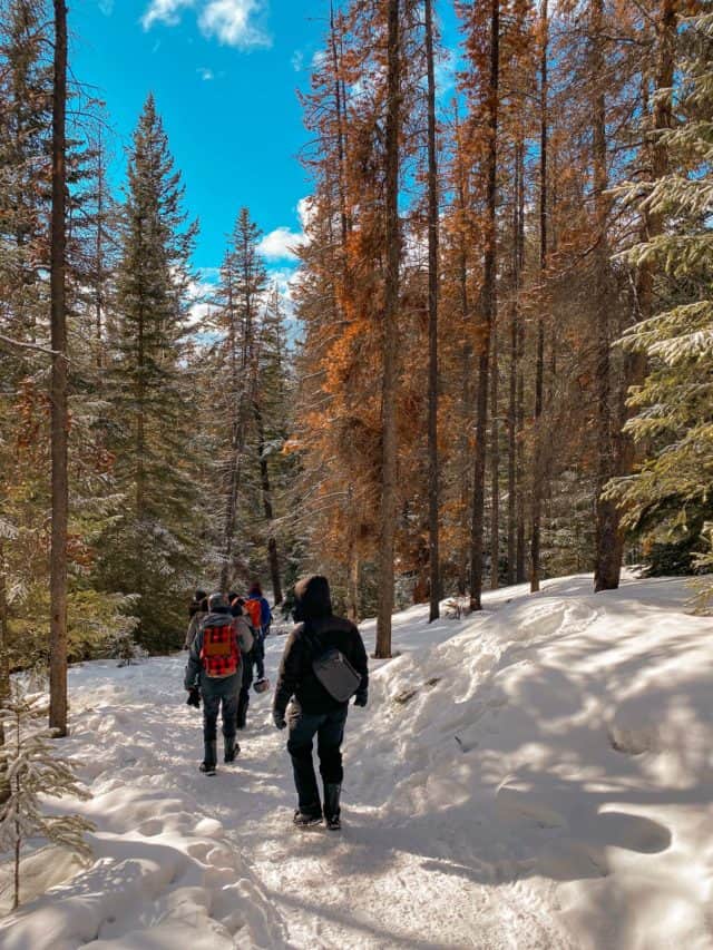 Maligne Canyon Hike Jasper Winter