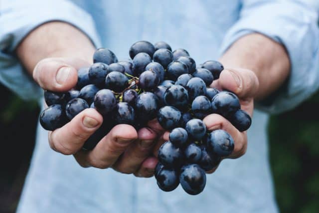 Wine Tasting Grapes