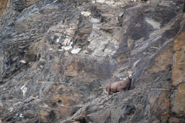 Mountain Goats Jasper National Park