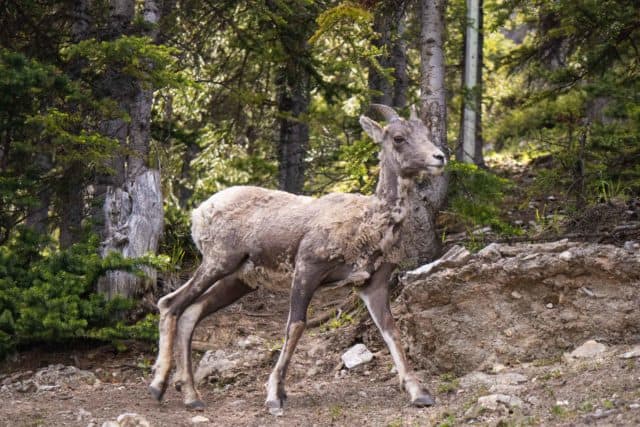 Mount Norquay Wildlife Bighorn Sheep