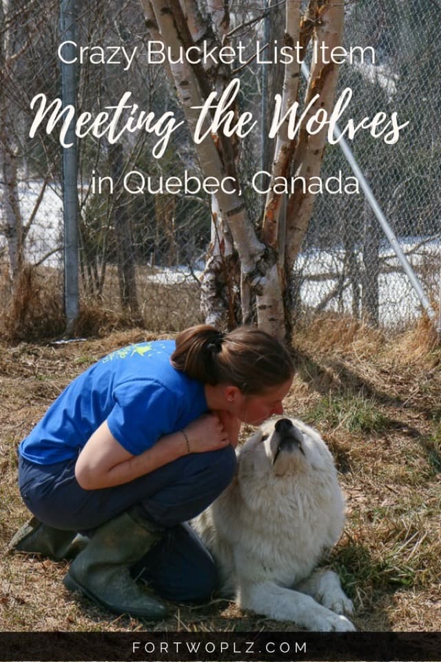 Put this on your bucket list: a wolf encounter! Check this post to find out how and where you can do this bucket list item in Canada! #travealcanada #travelguide #tripplanning #traveltips #quebec #itinerary #thingstodo #adventuretravel #nature #wildlife #wolfencounter