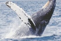In Maui, make sure you see the Humpback Whales! The whale watching experience is magical. Also, watch out for the Spinner Dolphins!