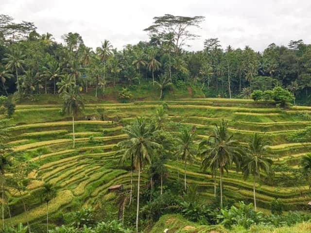 Tegalalang Rice Terrace Bali Indonesia
