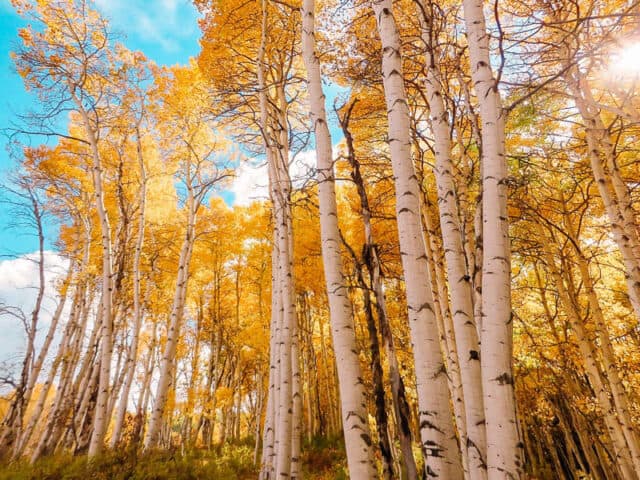 Aspen-Colorado_Fall