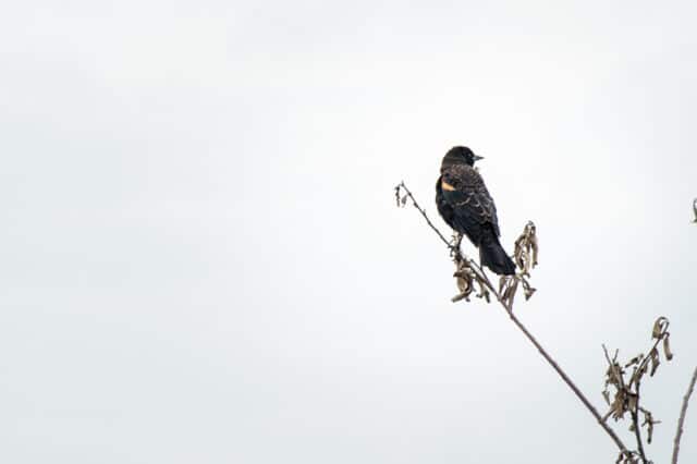 migratory birds at Iona Beach Regional Park, BC