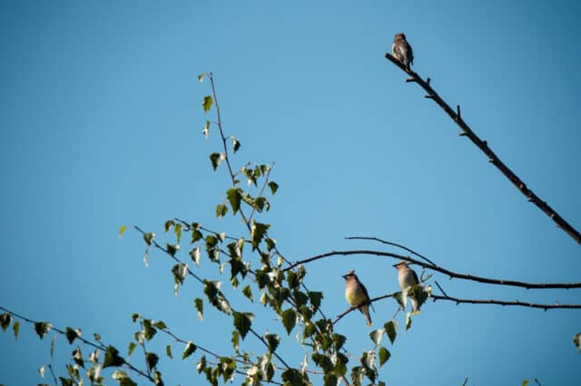 birds spotted in blackie spit park in surrey bc