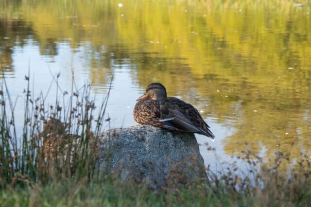 ducks at green timbers urban forest in surrey bc