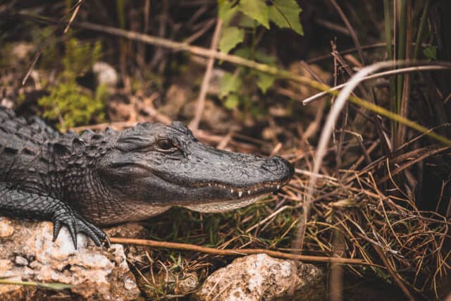 alligator in everglades in florida