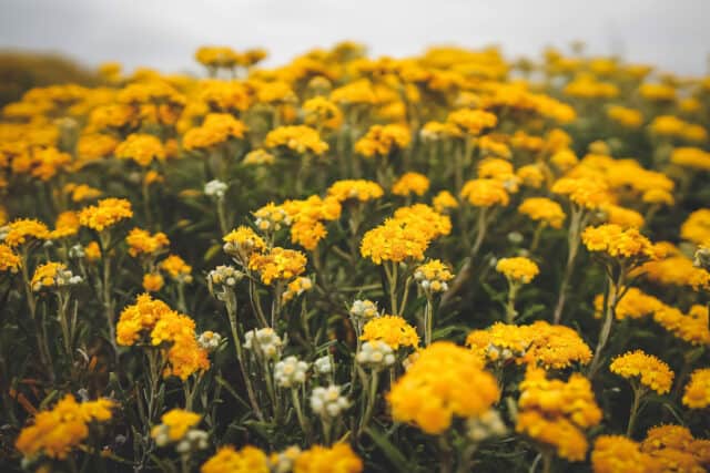 spring flowers in big sur, california