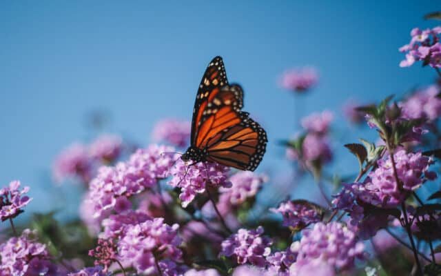 monarch butterflies california