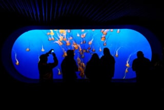 monterey bay aquarium