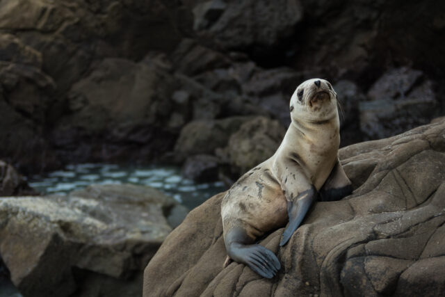 sea lion monterey bay