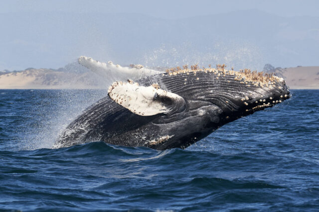 whale watching monterey bay