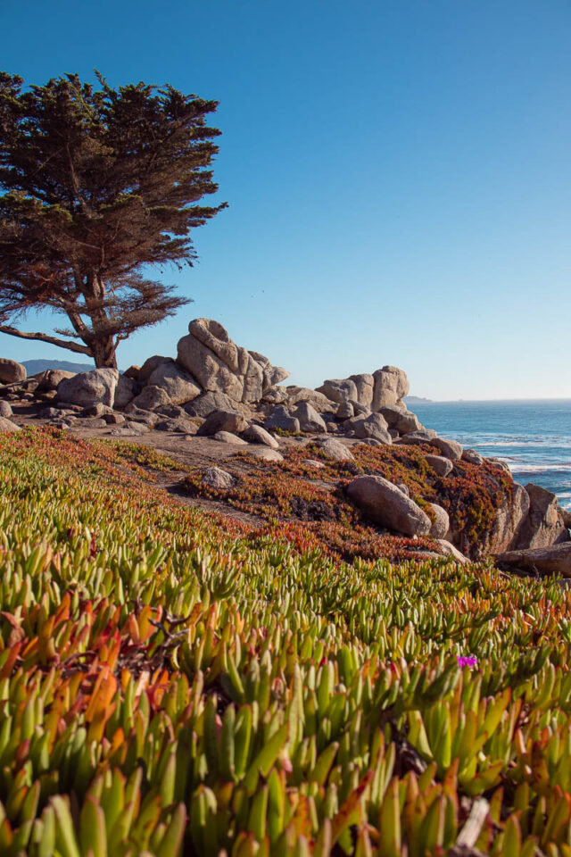 pescadero point plants on 17 mile drive