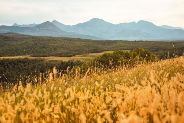 southern alberta landscape