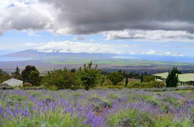 maui ali'i lavender farm