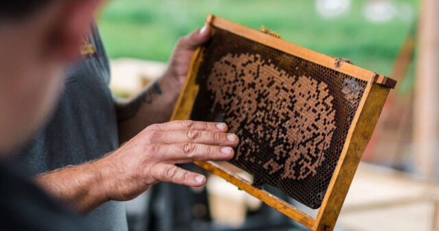 maui honey bee sanctuary