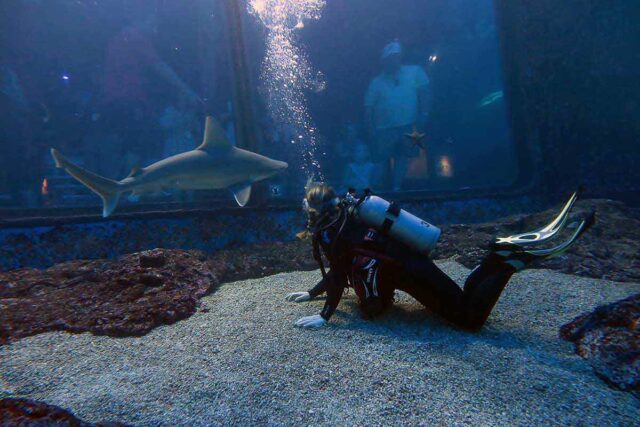shark dive at maui ocean center a must do for adventure junkies