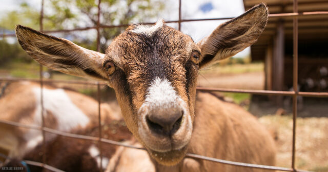 surfing goat dairy farm tour in maui