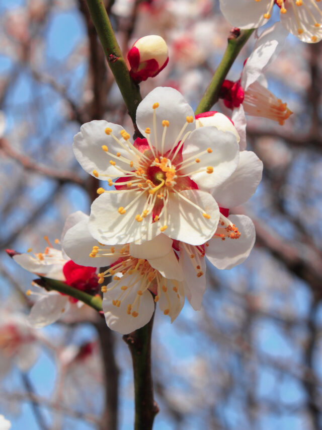 plum blossoms