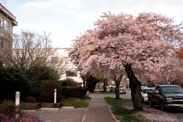 Its Cherry Blossom Season! - Victoria Regent Waterfront Hotel & Suites