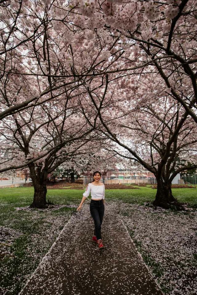 cherry blossom season in Victoria