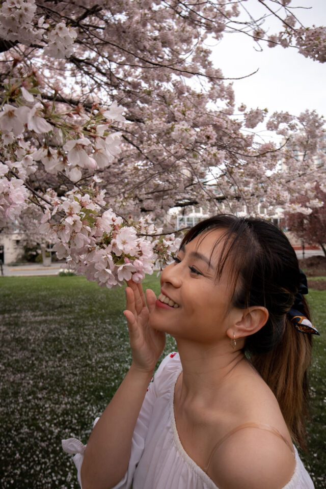 victoria cherry blossom in inner harbour