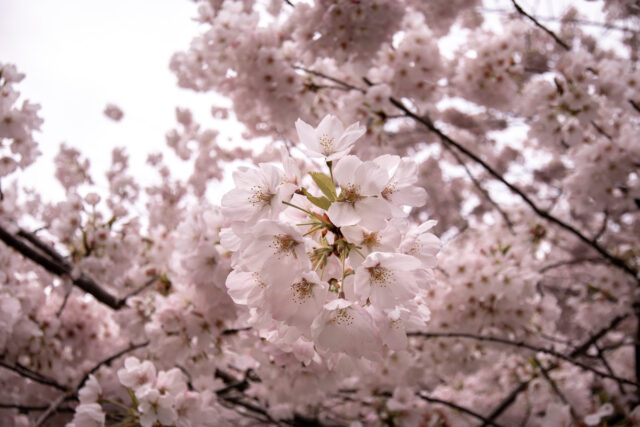 cherry blossoms in victoria canada