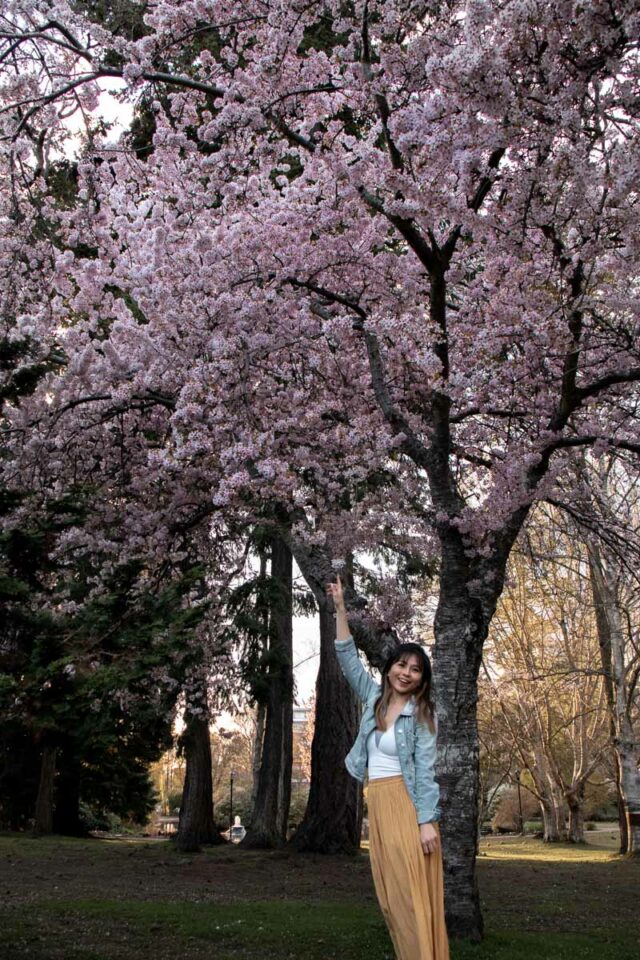 beacon hill cherry blossoms in victoria