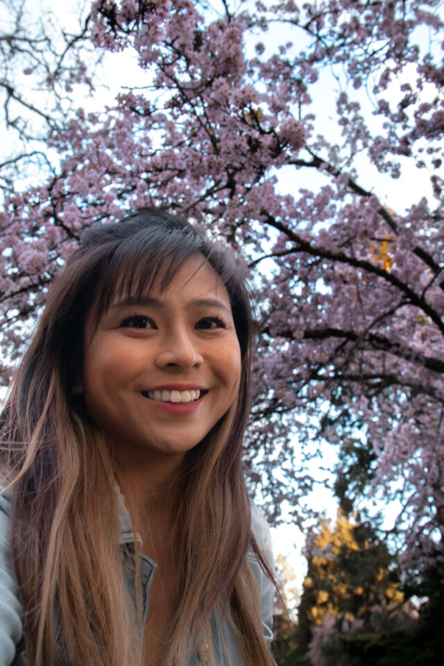 cherry tree blossoming in victoria