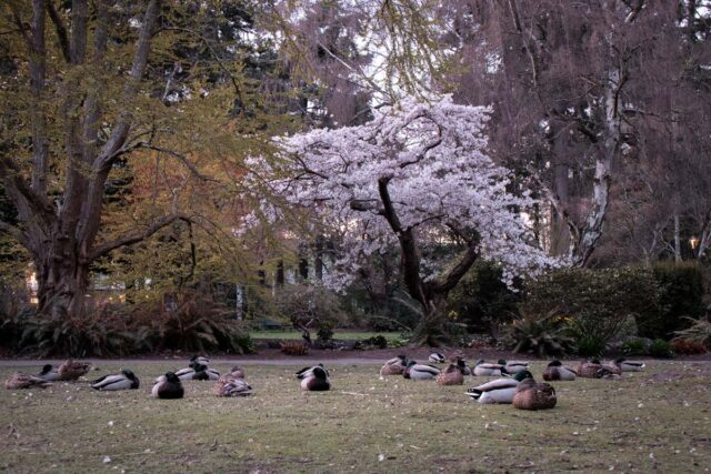 cherry blossom in victoria beacon hill park